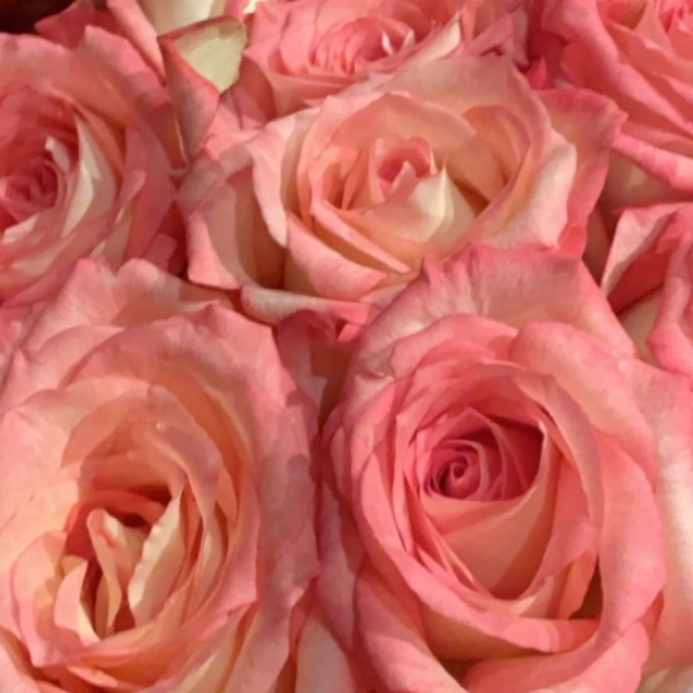 Meet your Posher, Cali